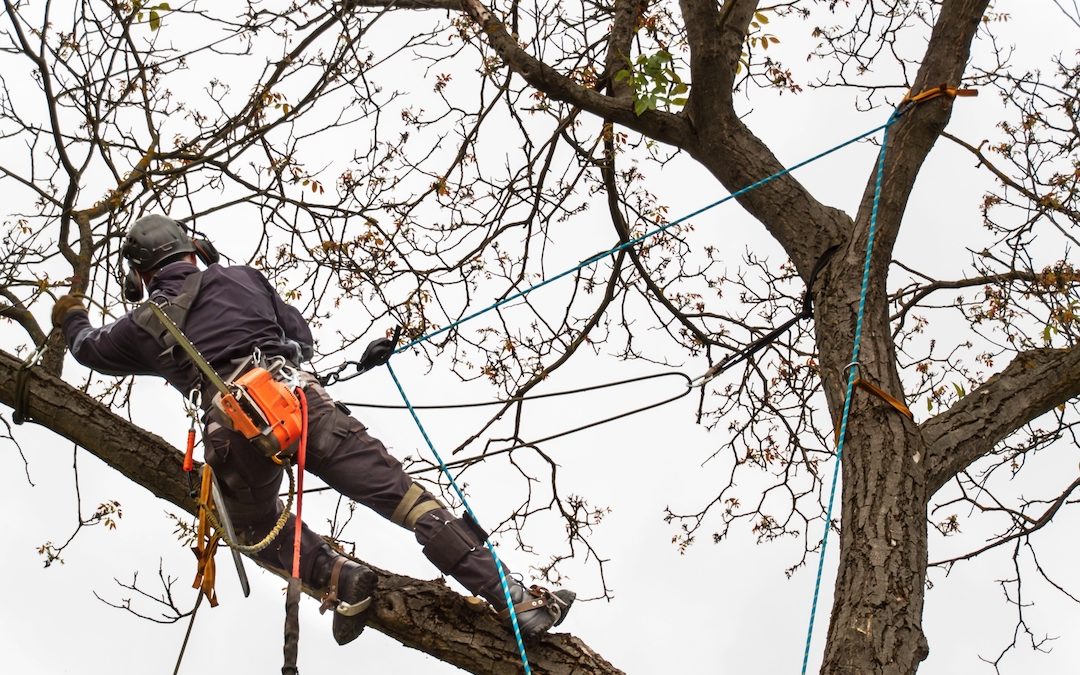 climbing rope companies